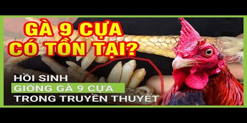 Gà 9 cựa tồn tại